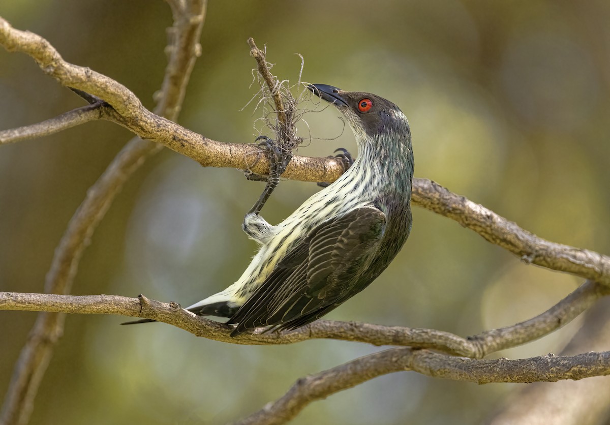 Metallic Starling - ML486629181