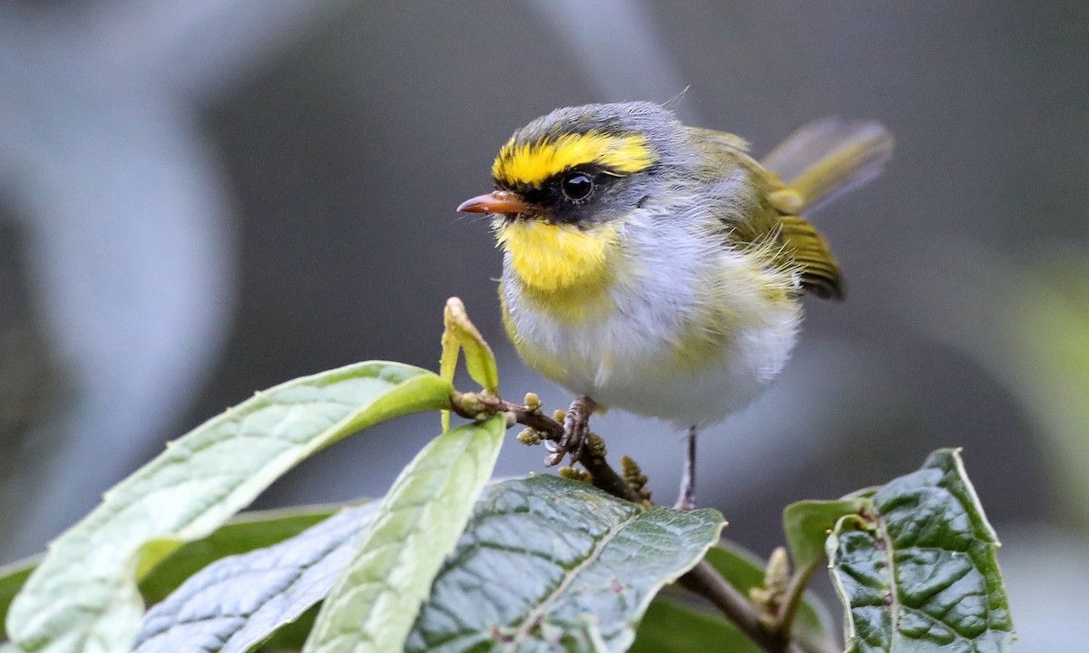 Black-faced Warbler - ML486629311