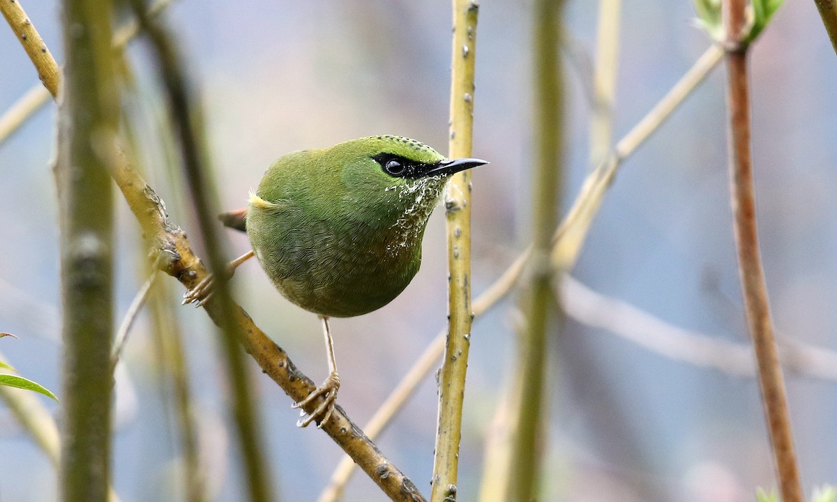 Fire-tailed Myzornis - ML486629321