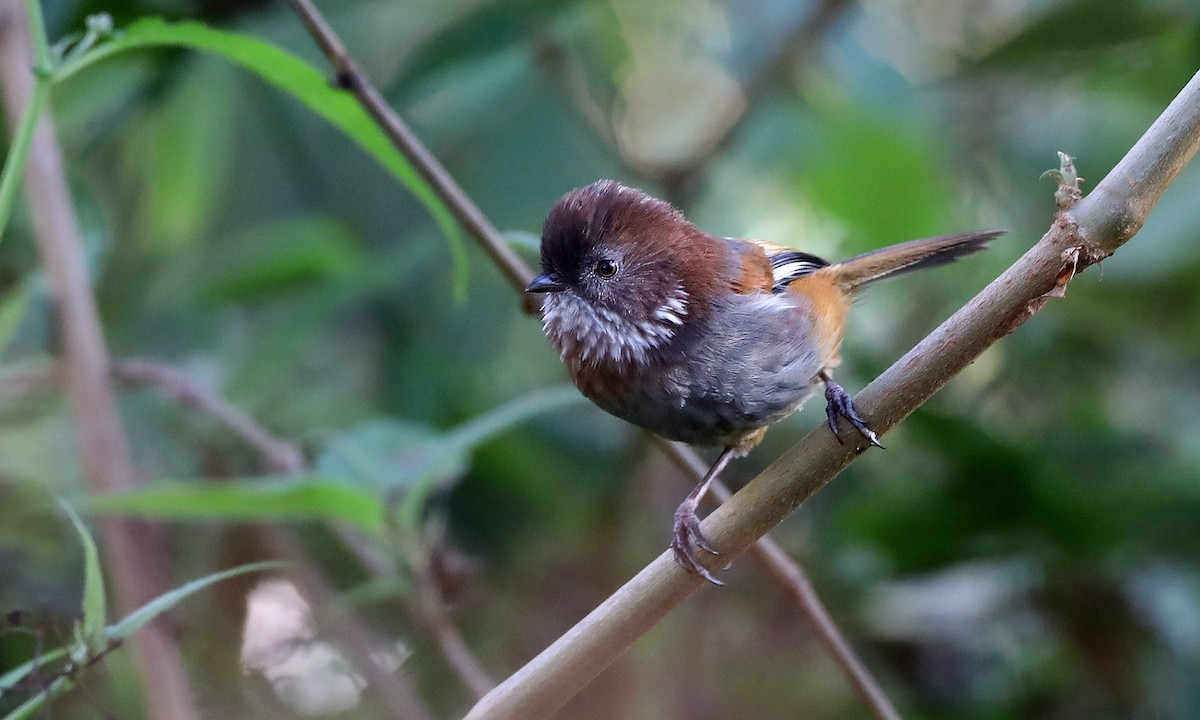 Brown-throated Fulvetta - ML486629331