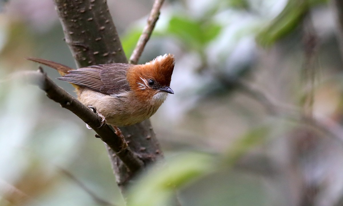 White-naped Yuhina - ML486629551
