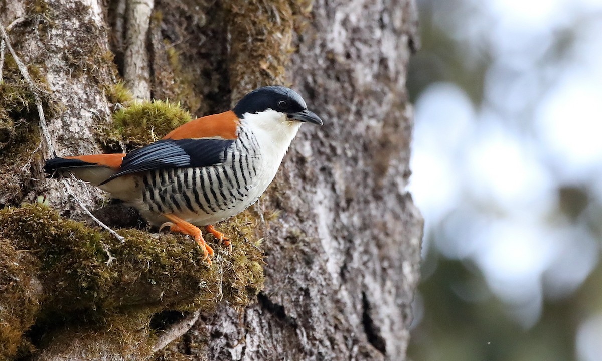 Himalayan Cutia - ML486629651