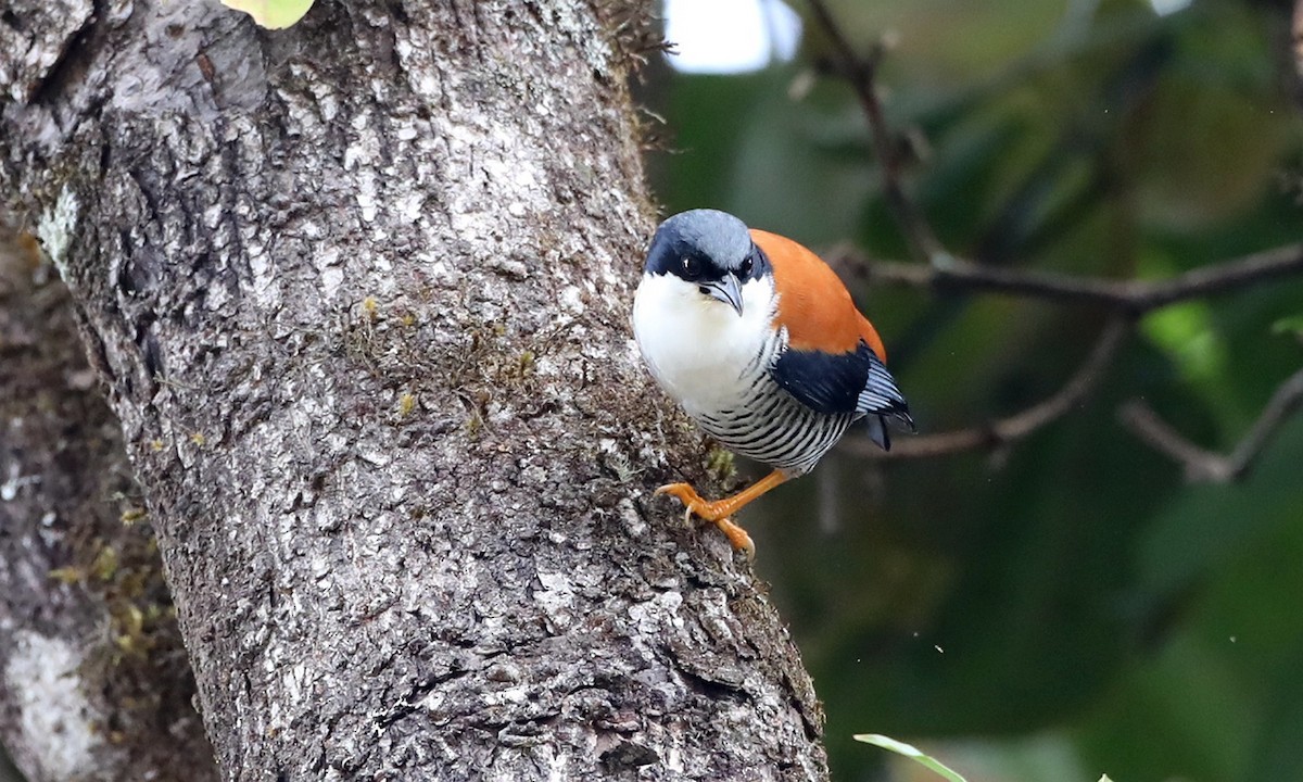 Himalayan Cutia - ML486629671