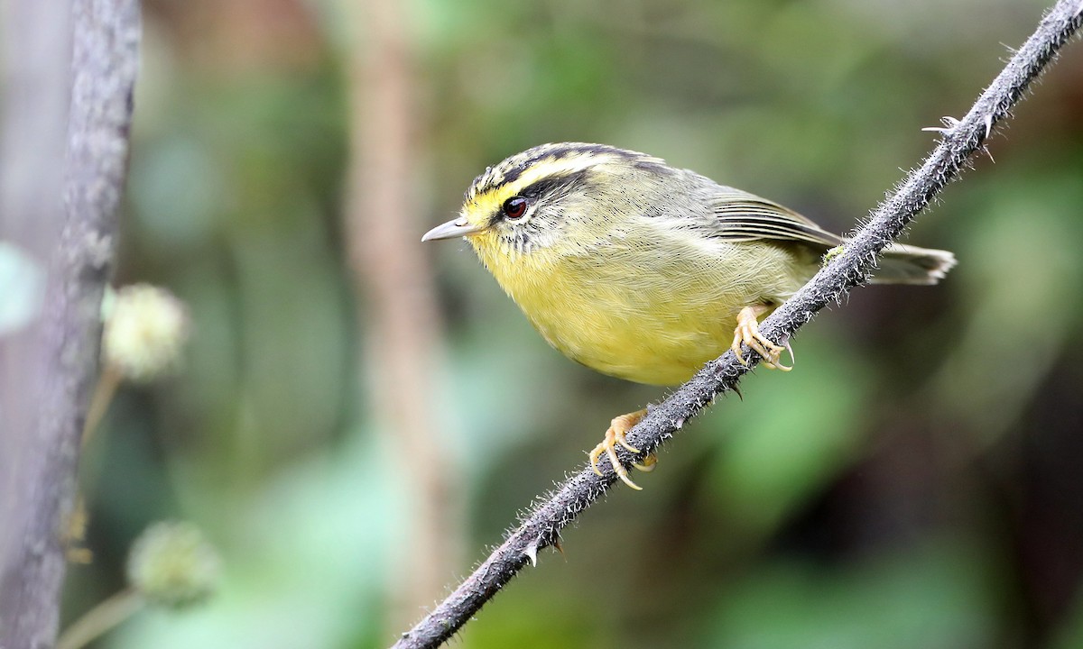 Yellow-throated Fulvetta - ML486629751