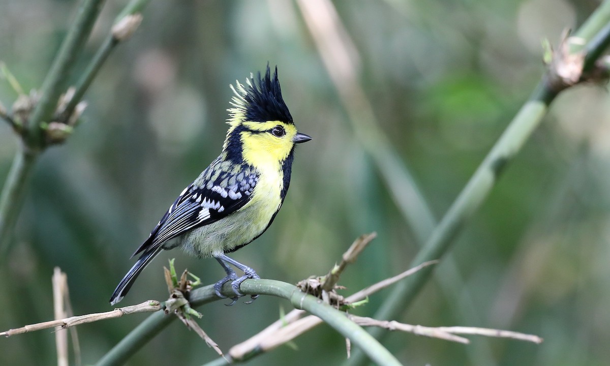 Yellow-cheeked Tit - ML486629891