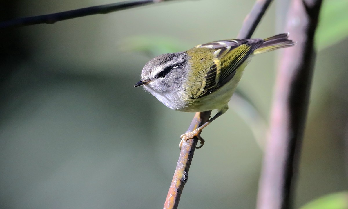 Ashy-throated Warbler - ML486629941