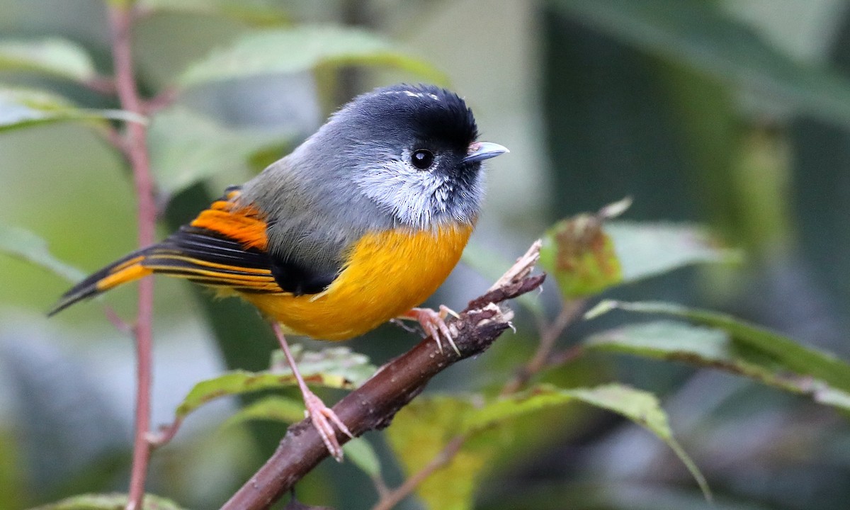 Golden-breasted Fulvetta - ML486630001