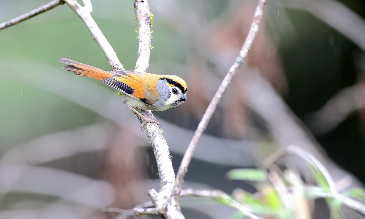 Black-throated Parrotbill - ML486630011