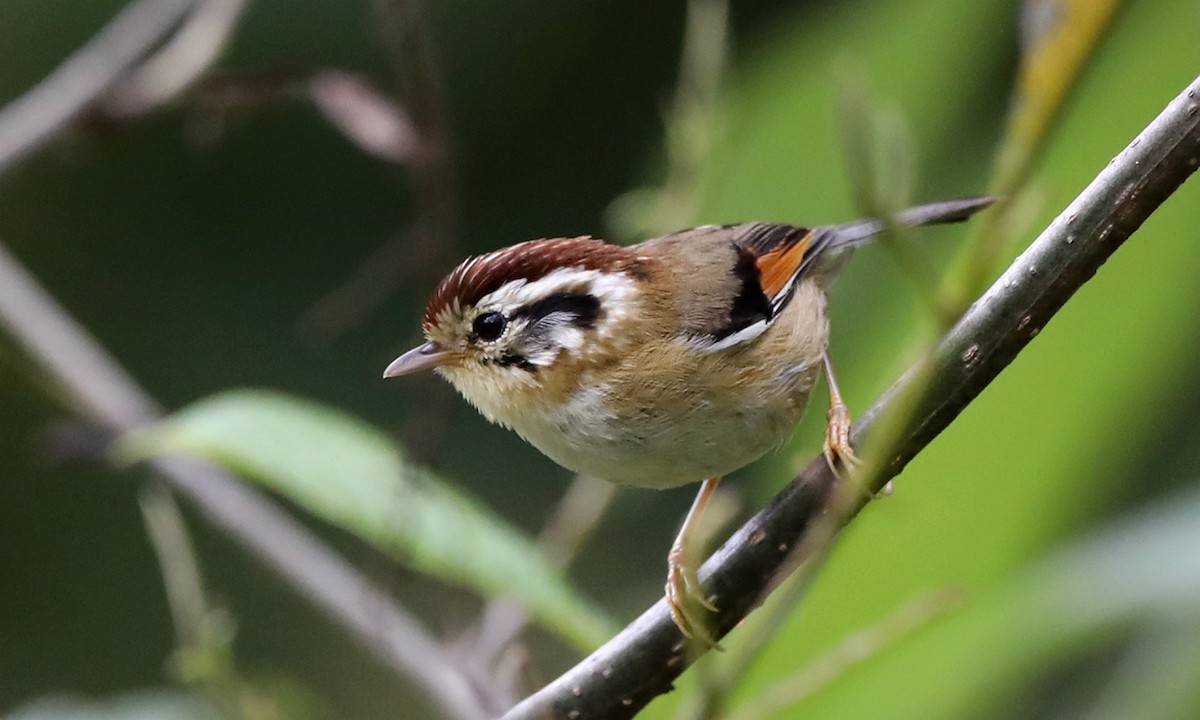 Rufous-winged Fulvetta - ML486630031