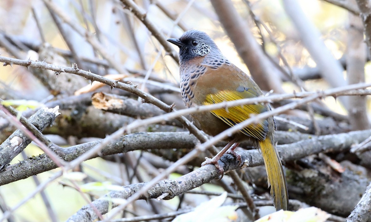Chestnut-crowned Laughingthrush - ML486630081