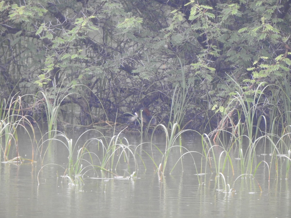 Little Grebe - ML486630131