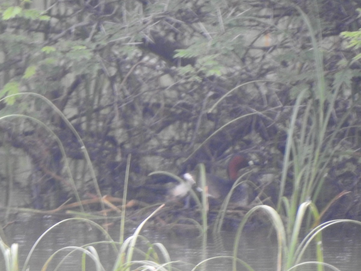 Little Grebe - ML486630201