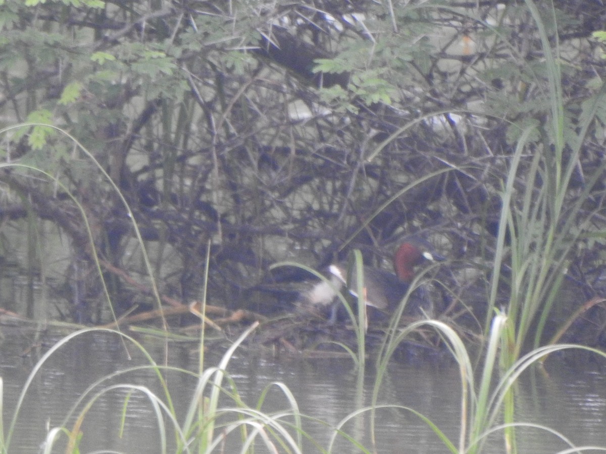 Little Grebe - ML486630211