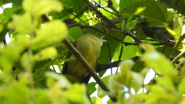 Bulbul aux yeux gris - ML486630721