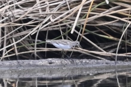 Solitary Sandpiper - ML486630841