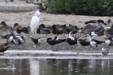 Black Skimmer - ML486630871