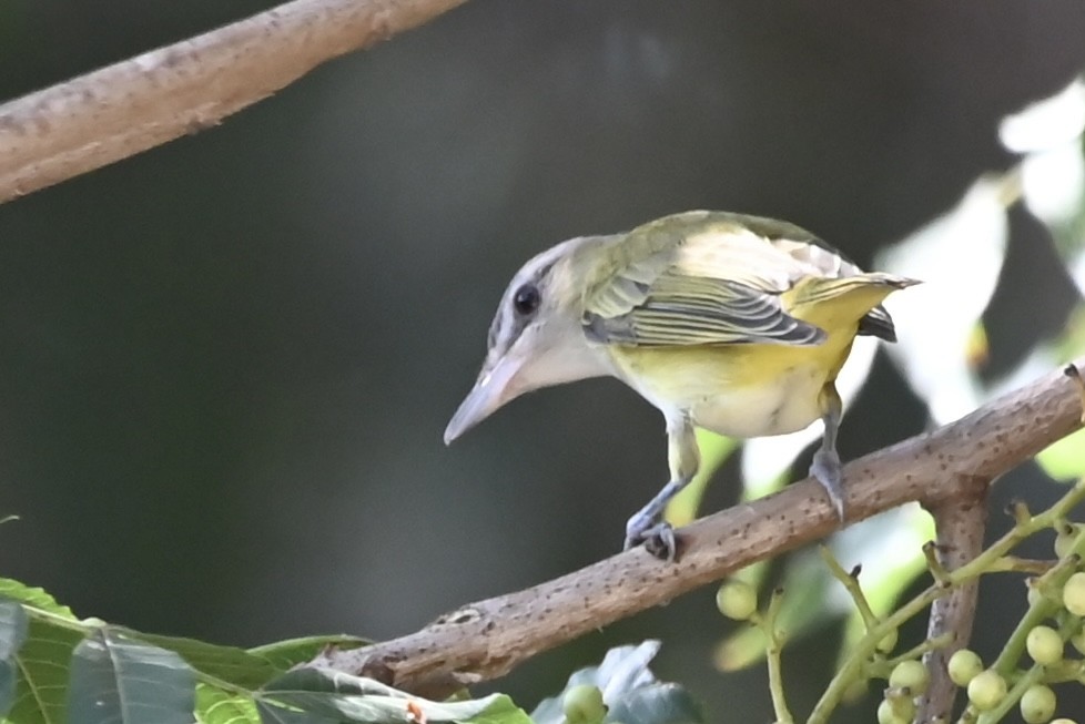 Yellow-green Vireo - ML486631041