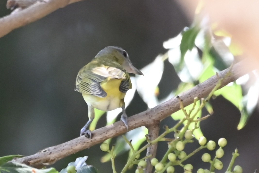 Yellow-green Vireo - ML486631051