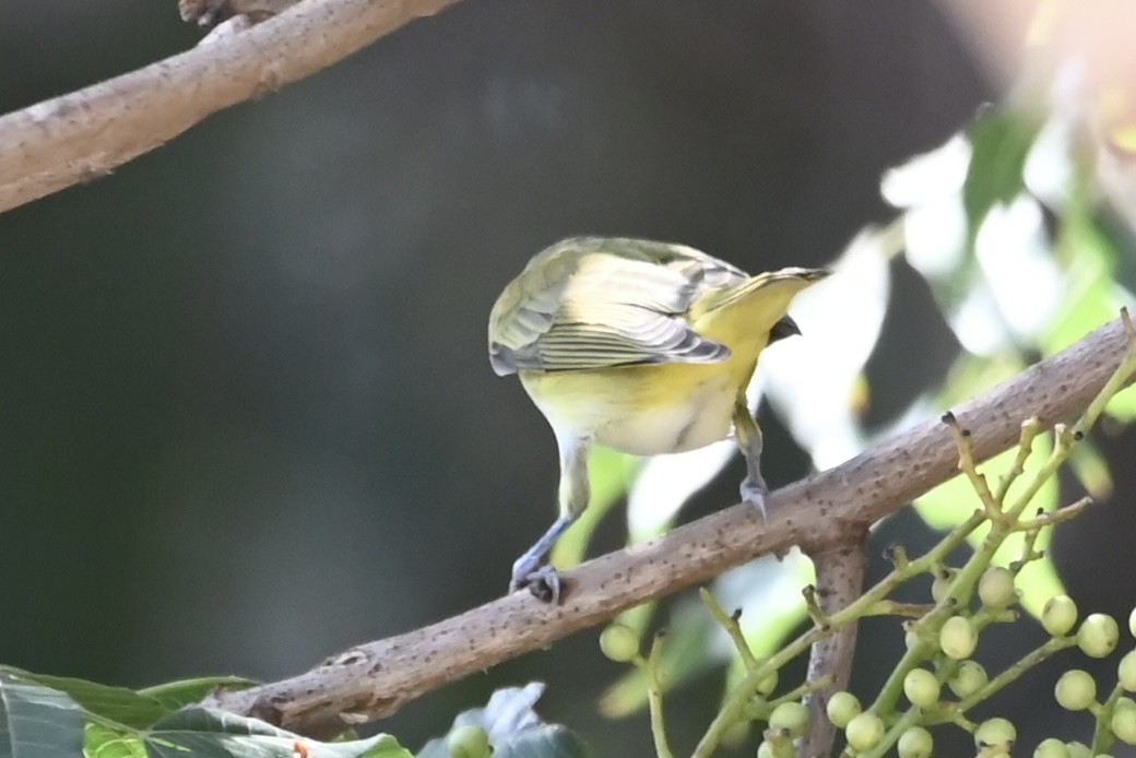 Yellow-green Vireo - ML486631061