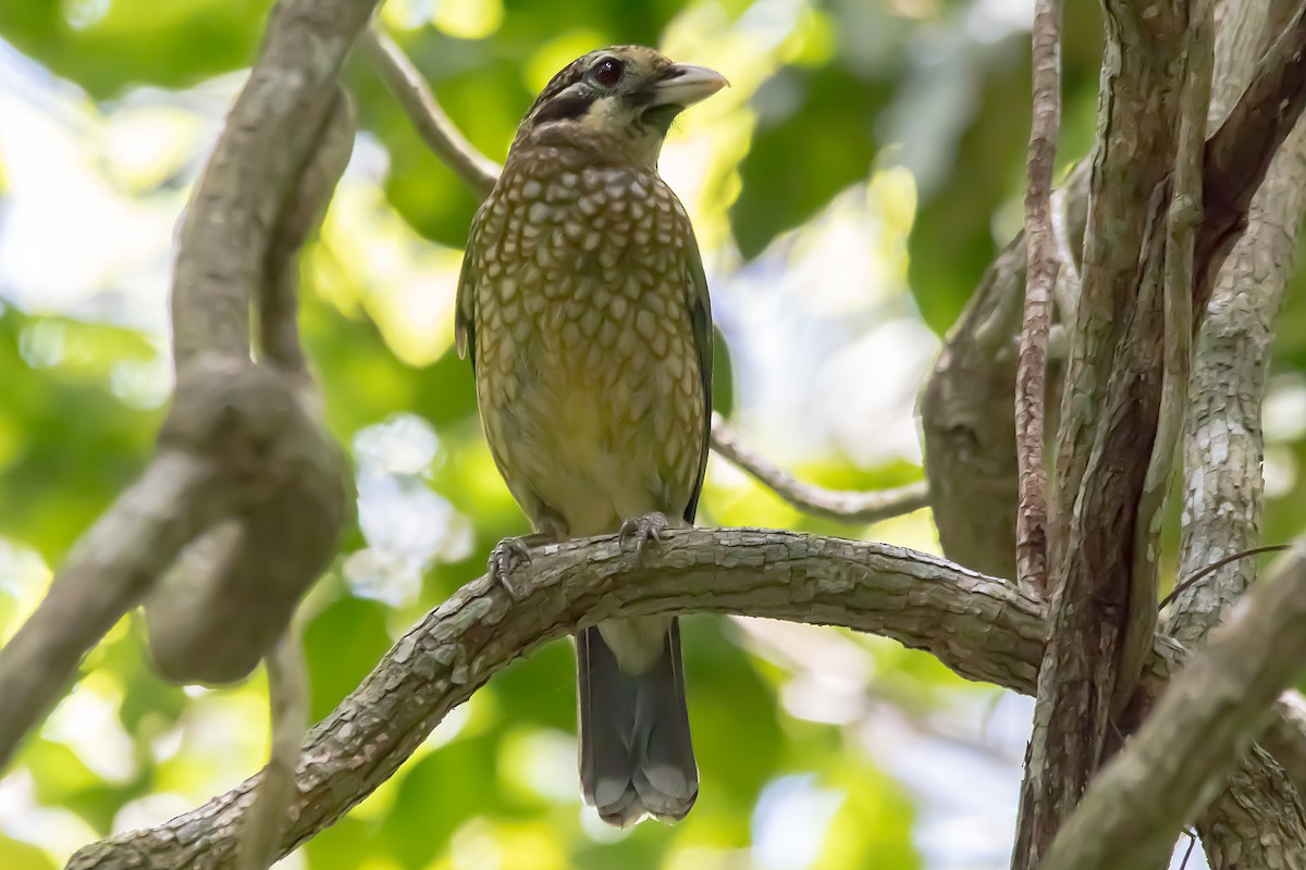 Spotted Catbird - ML486631091