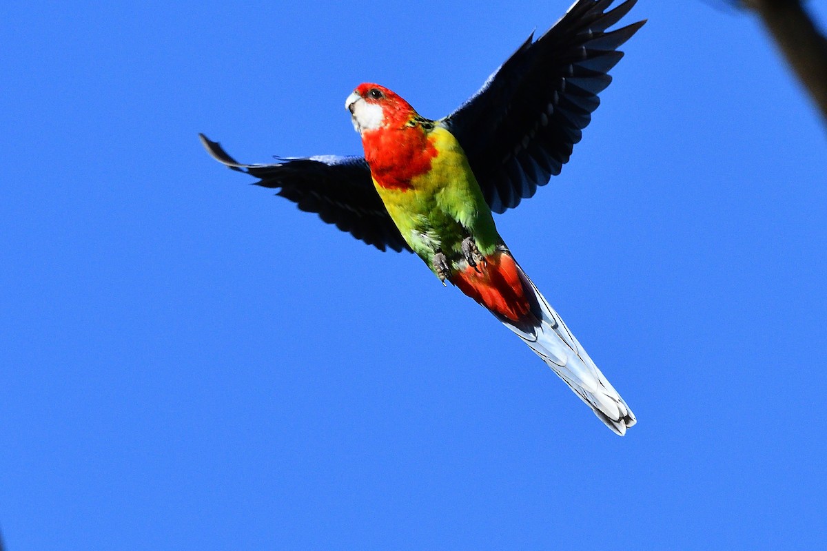 Eastern Rosella - ML486633421