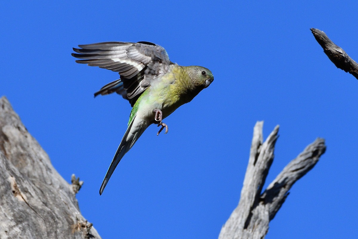 Red-rumped Parrot - Bernie McRitchie