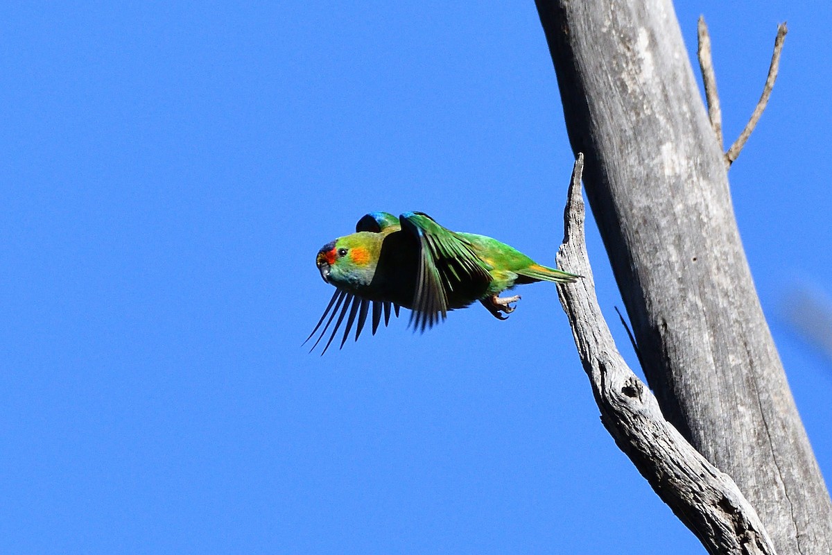 Purple-crowned Lorikeet - ML486633831