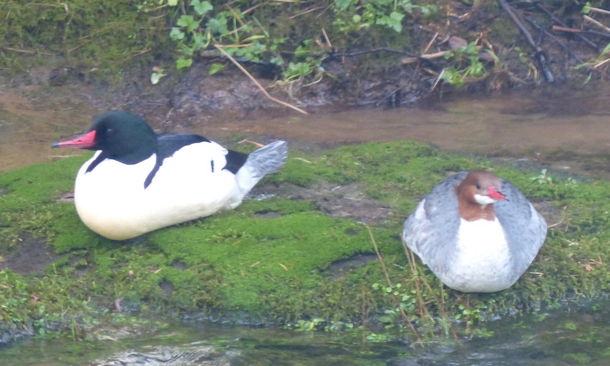 Common Merganser - Deb Holland