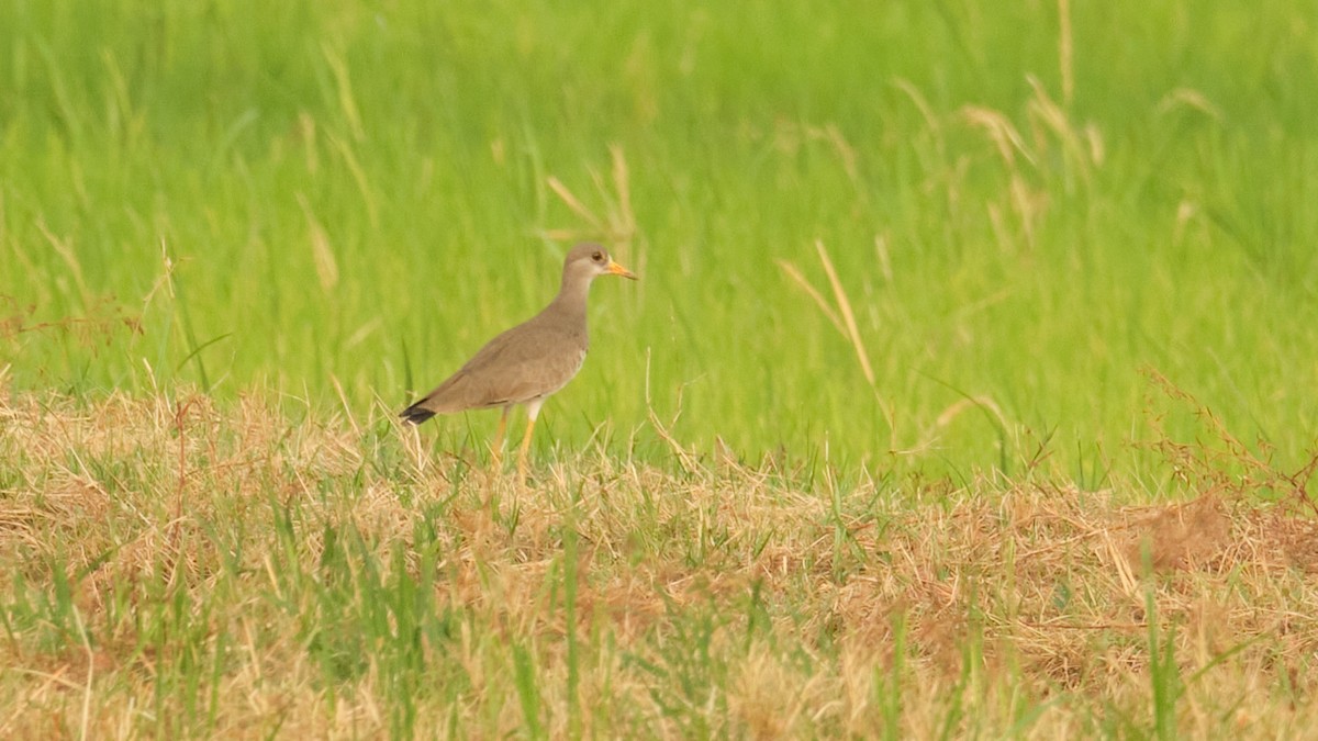 Gray-headed Lapwing - xiwen CHEN