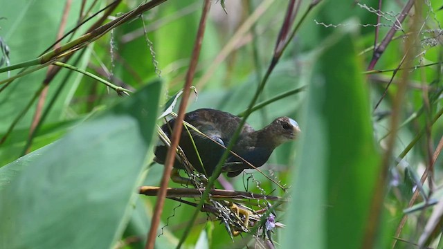 Purple Gallinule - ML486635671