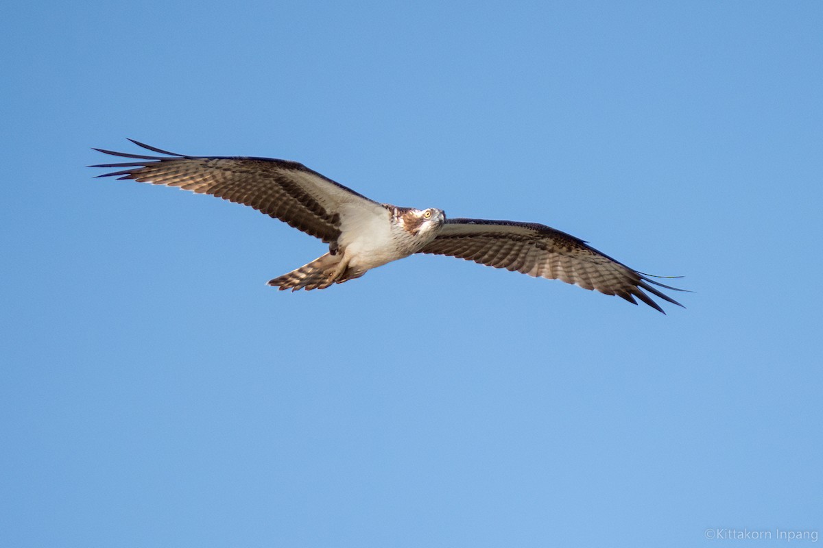 Osprey - ML486636481