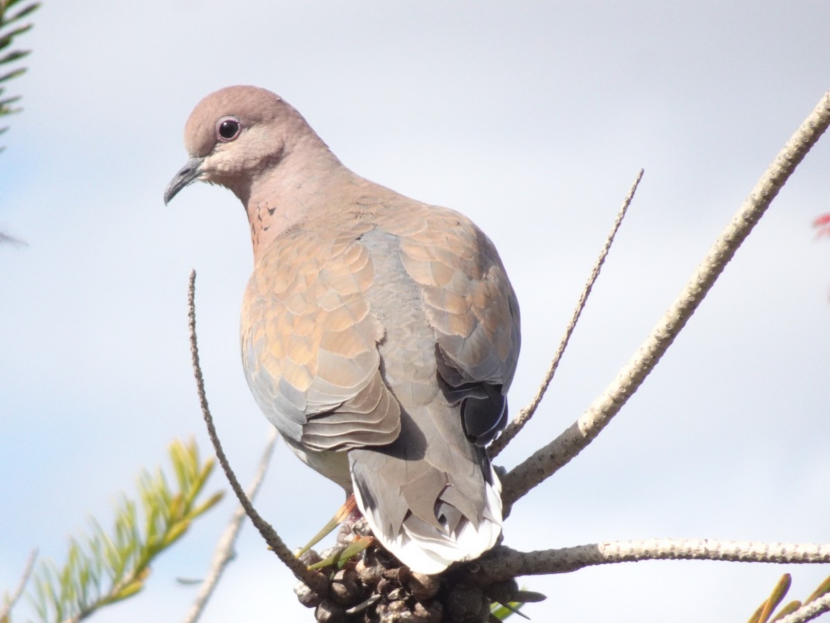 Laughing Dove - ML486637501