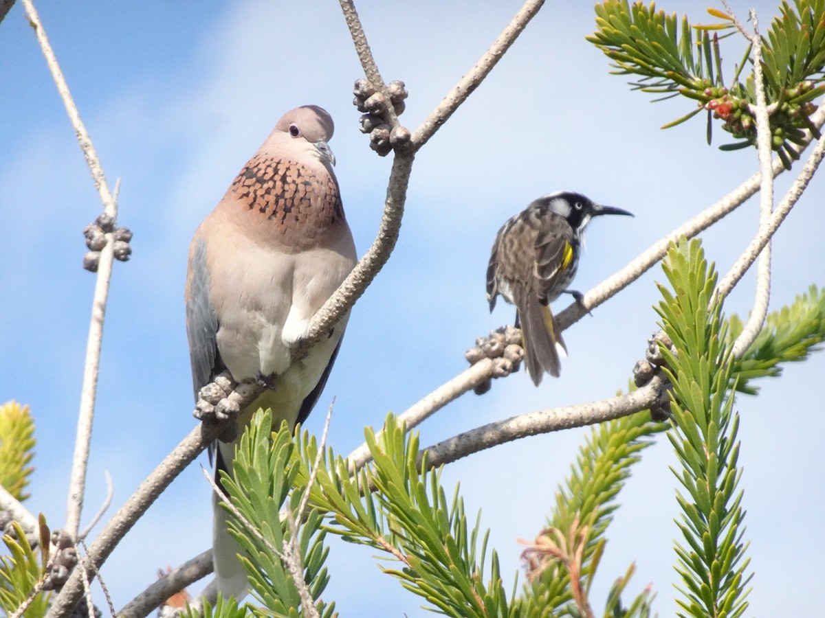 Laughing Dove - ML486637571