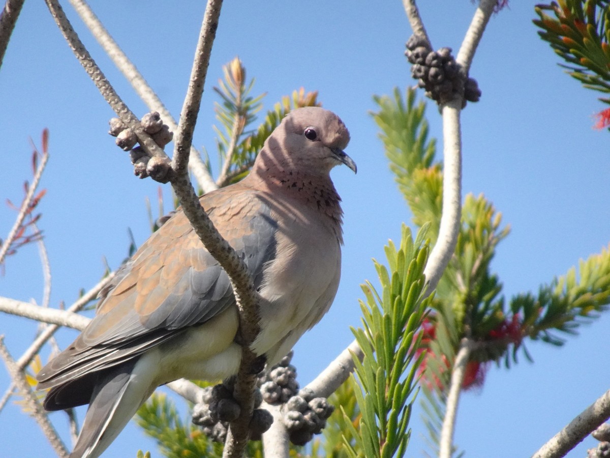 Laughing Dove - ML486637591