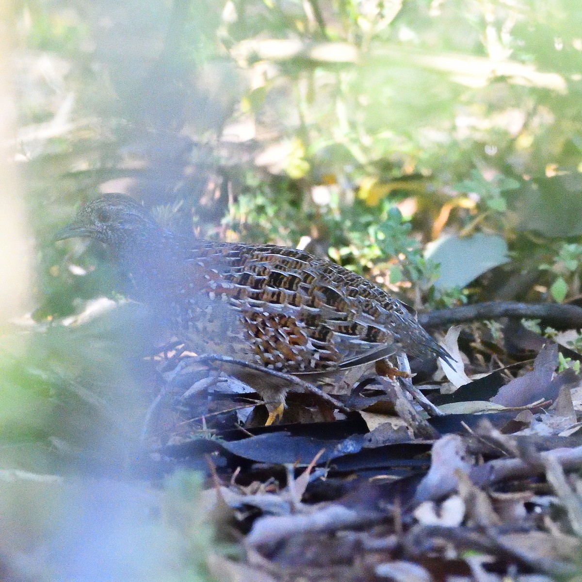 Painted Buttonquail - ML486637681