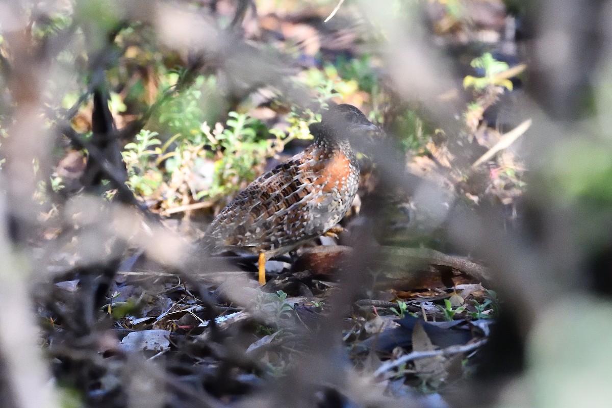 Painted Buttonquail - Bernie McRitchie