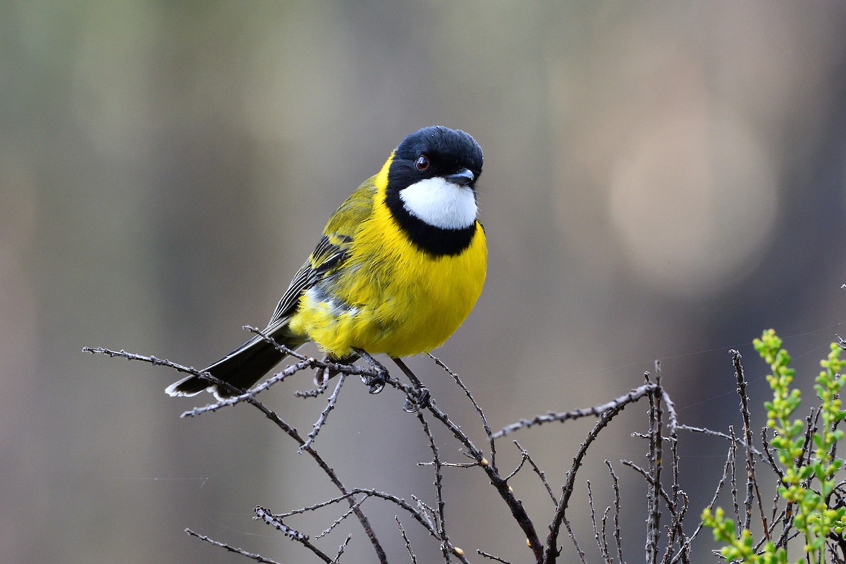 Golden Whistler (Eastern) - ML486638081