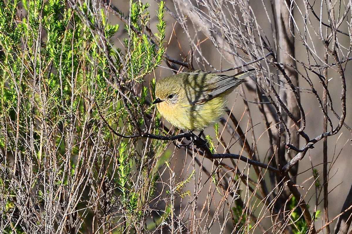 Yellow Thornbill - ML486638441