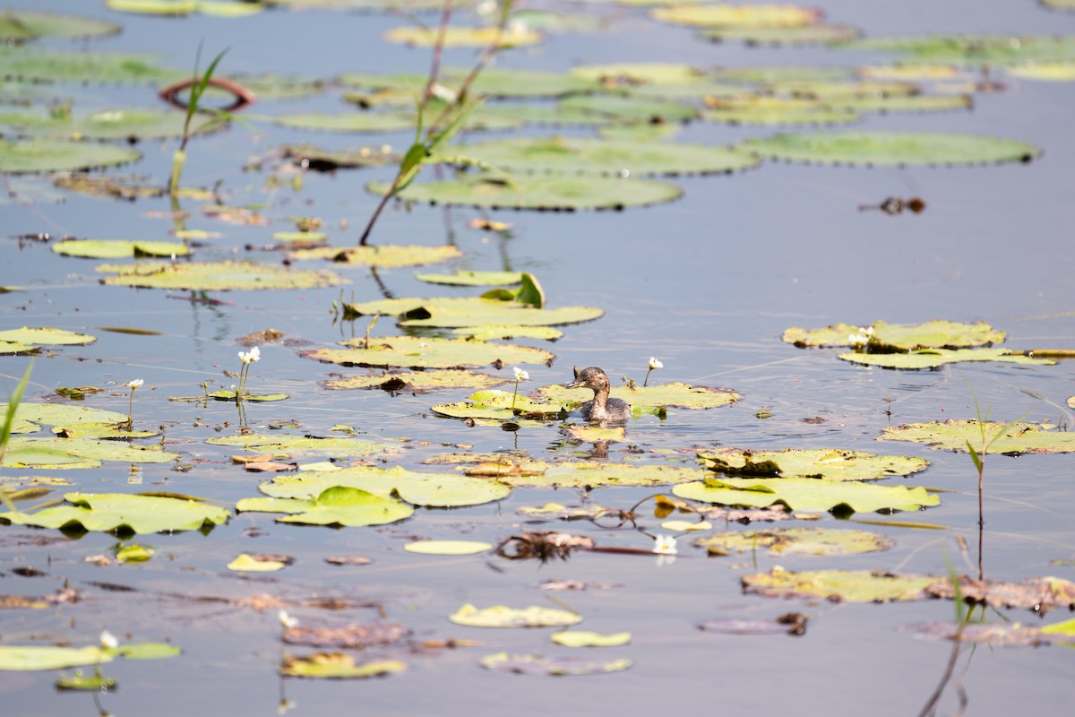 Little Grebe - ML486638551