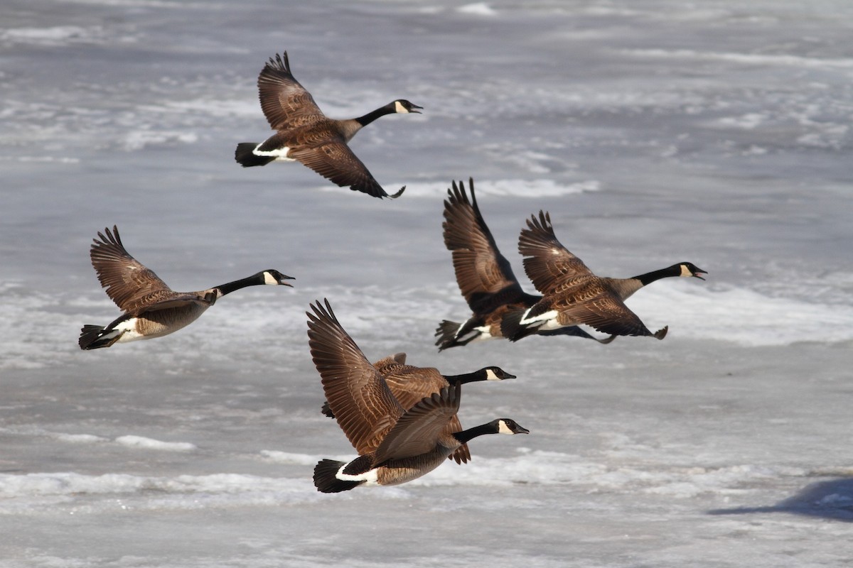 Canada Goose - Brian  Collins