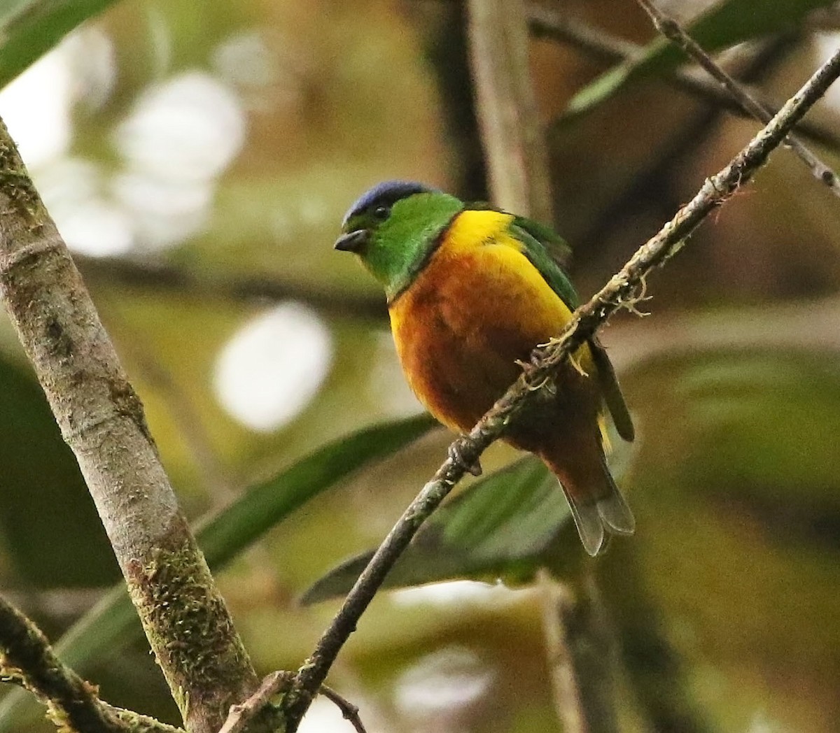 Chestnut-breasted Chlorophonia - ML486639681