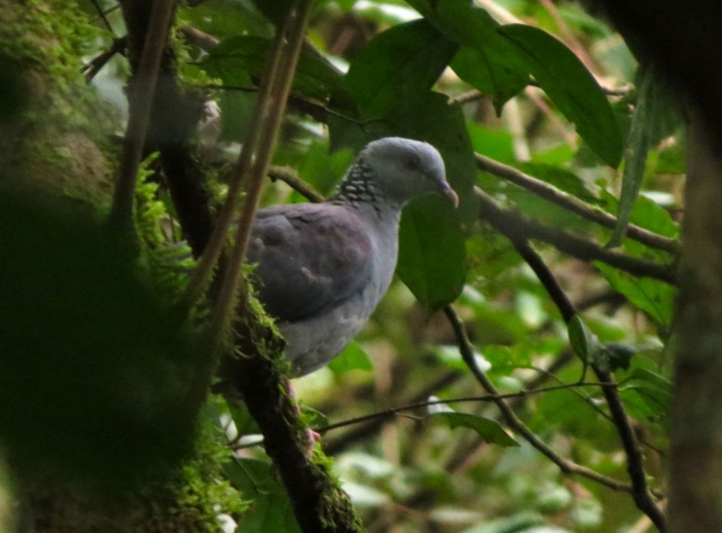 Nilgiri Wood-Pigeon - Abhinand C