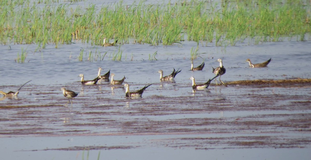 Pheasant-tailed Jacana - ML486641031