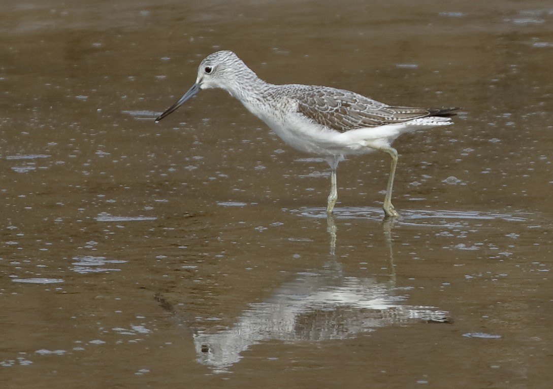 Common Greenshank - ML486641551