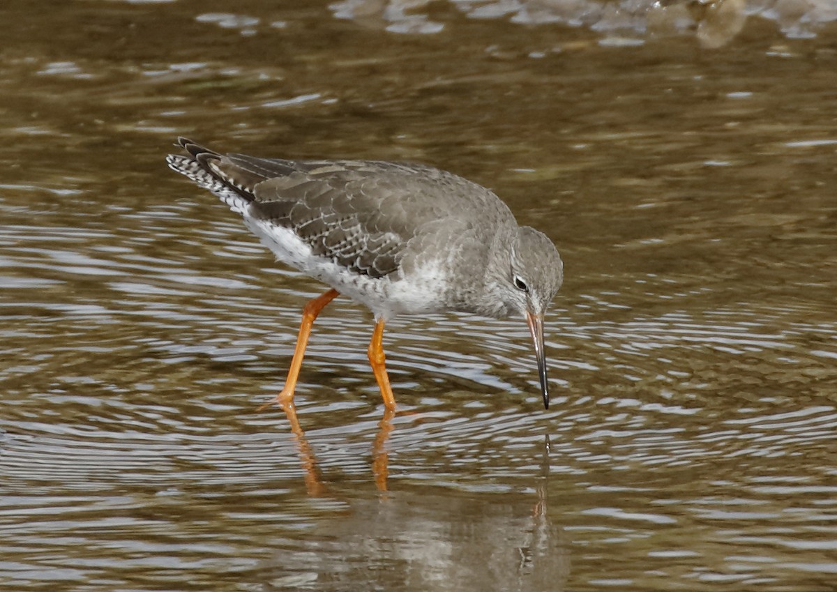 Common Redshank - ML486641571