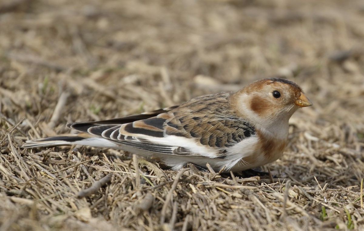 Snow Bunting - ML486641601