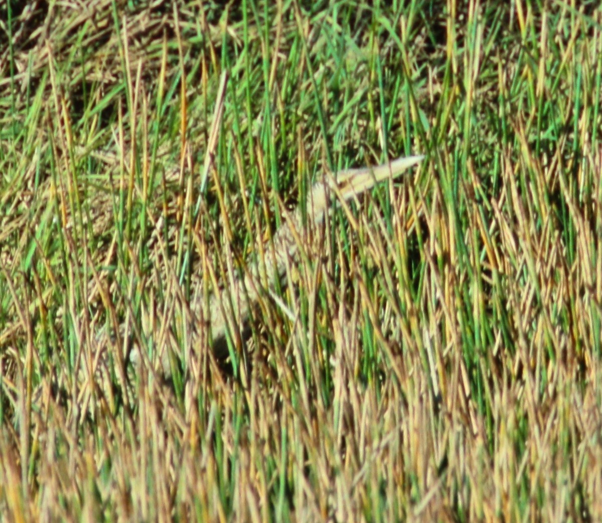 Schuppenhals-Rohrdommel - ML48664161