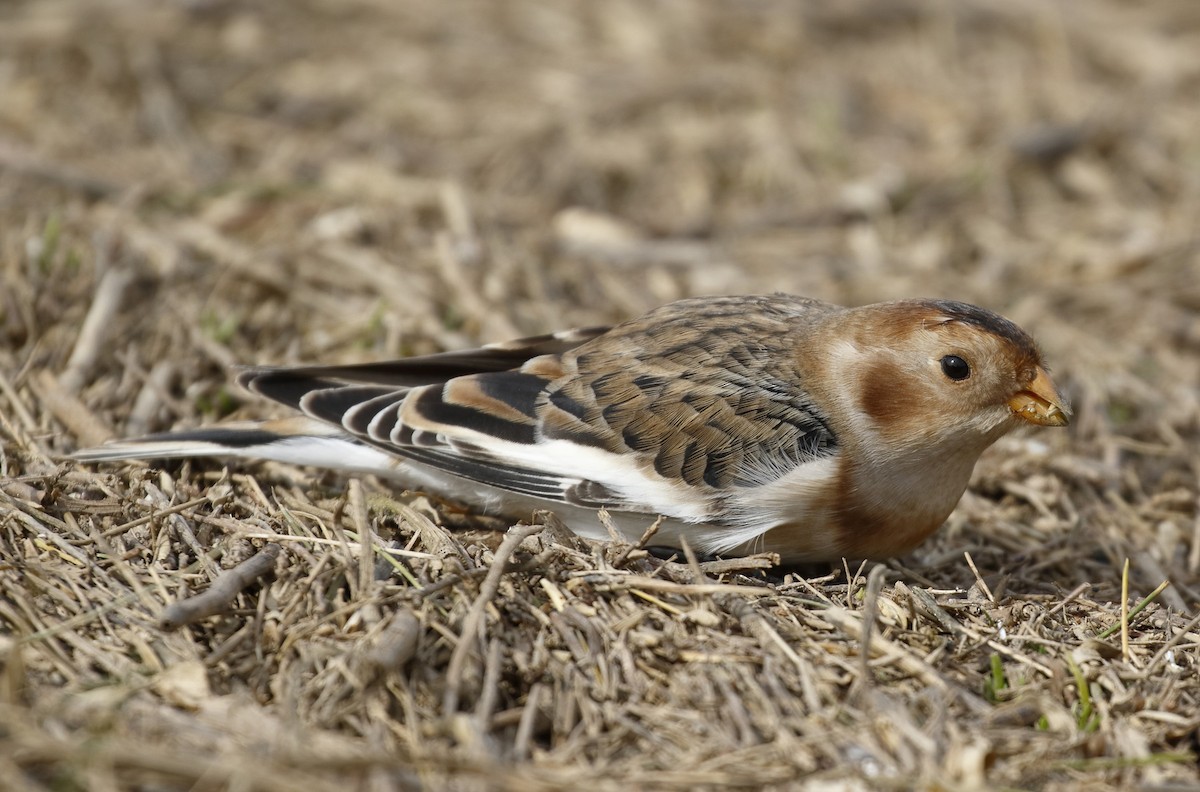 Snow Bunting - ML486641671