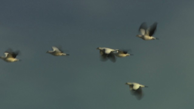 Torresian Imperial-Pigeon - ML486643