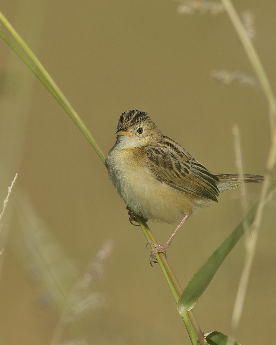 Zitting Cisticola - ML486644191